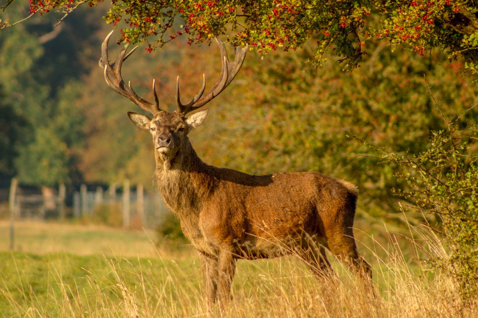 JAGDREVIER ZU VERKAUFEN IN ITALIEN